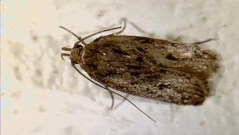 Plodia interpunctella, Ephestia spp., Pyralis farinalis, Nemapogon granella