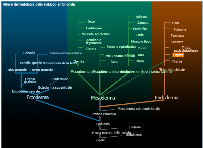 albero-ontologico-sviluppo-embrionalepng