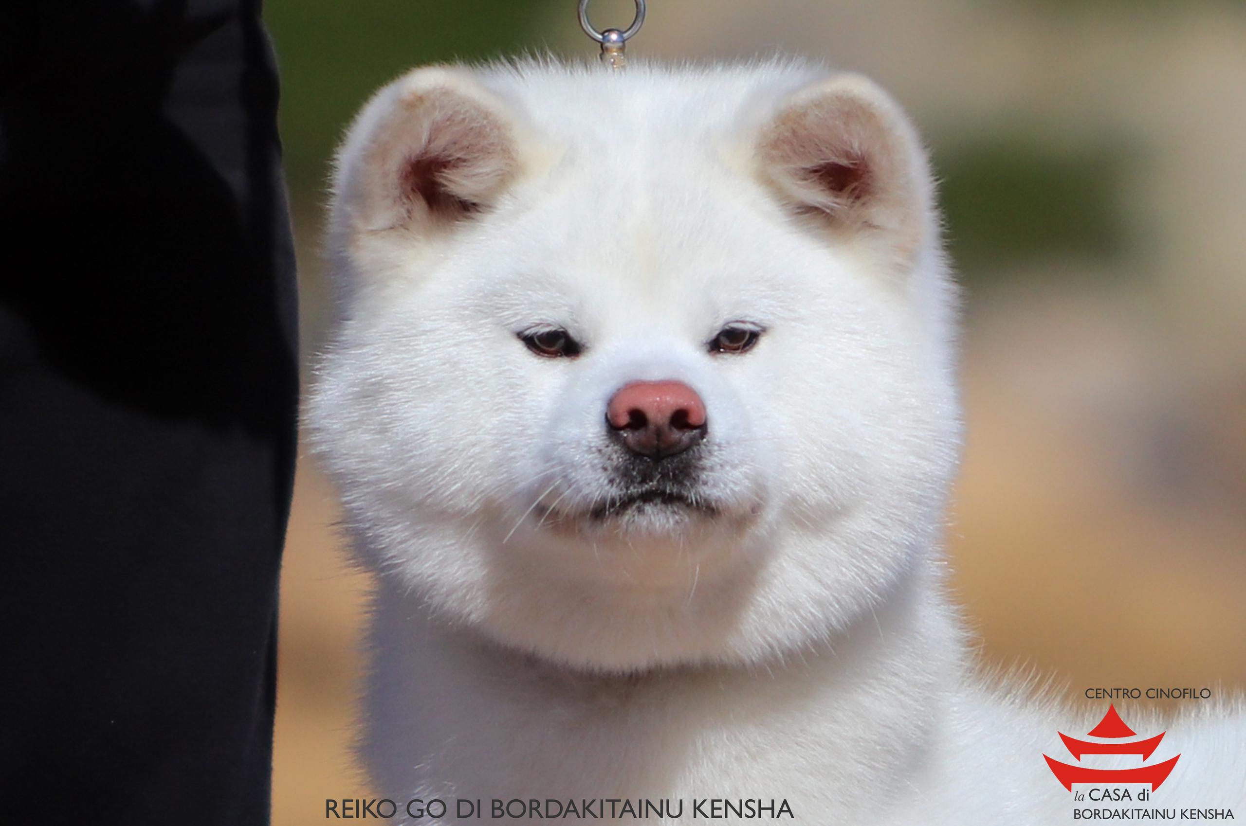 RIEKO GO DI BORDAKITAINU KENSHA