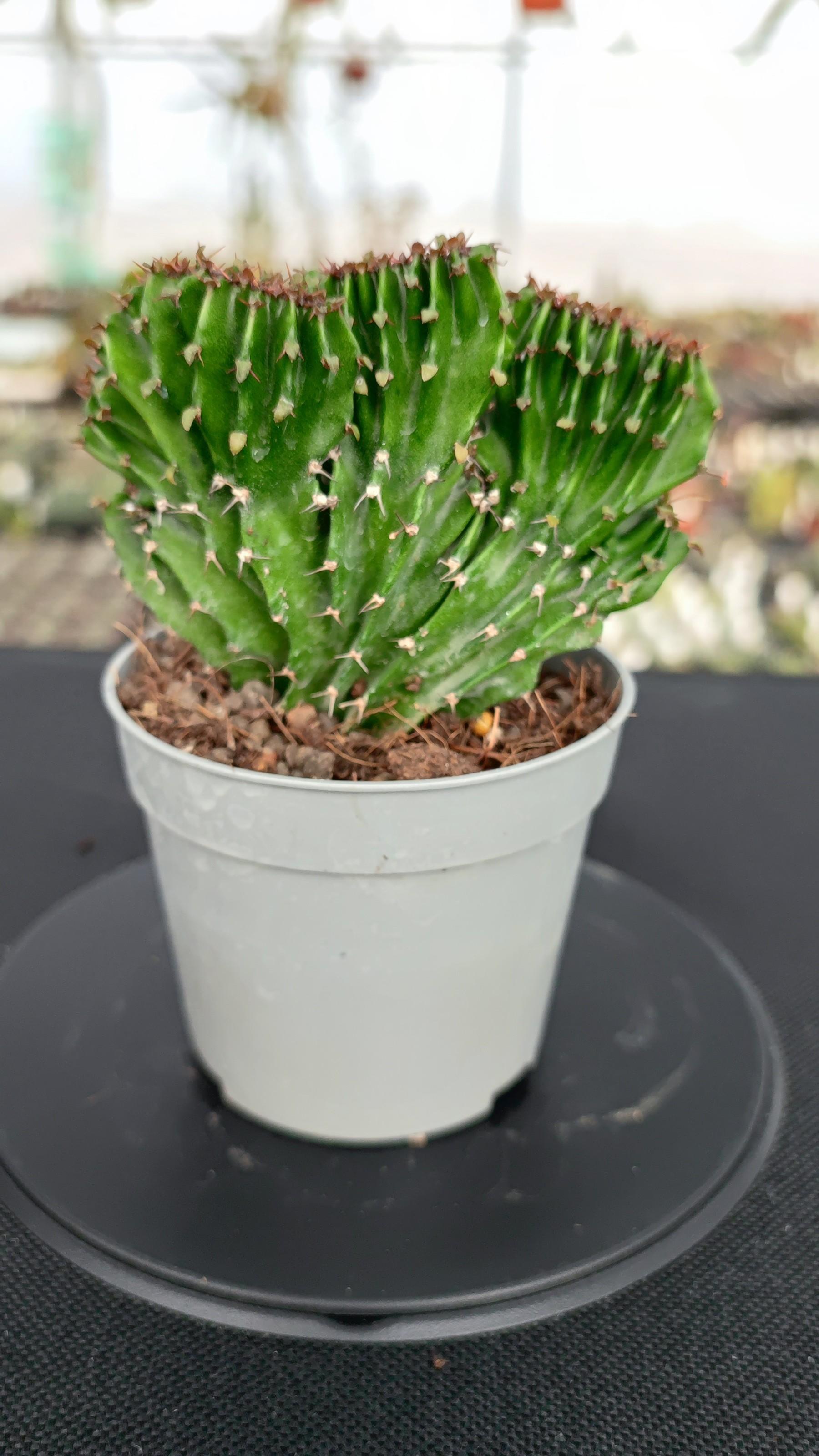 Euphorbia Eritrea F. Crestata