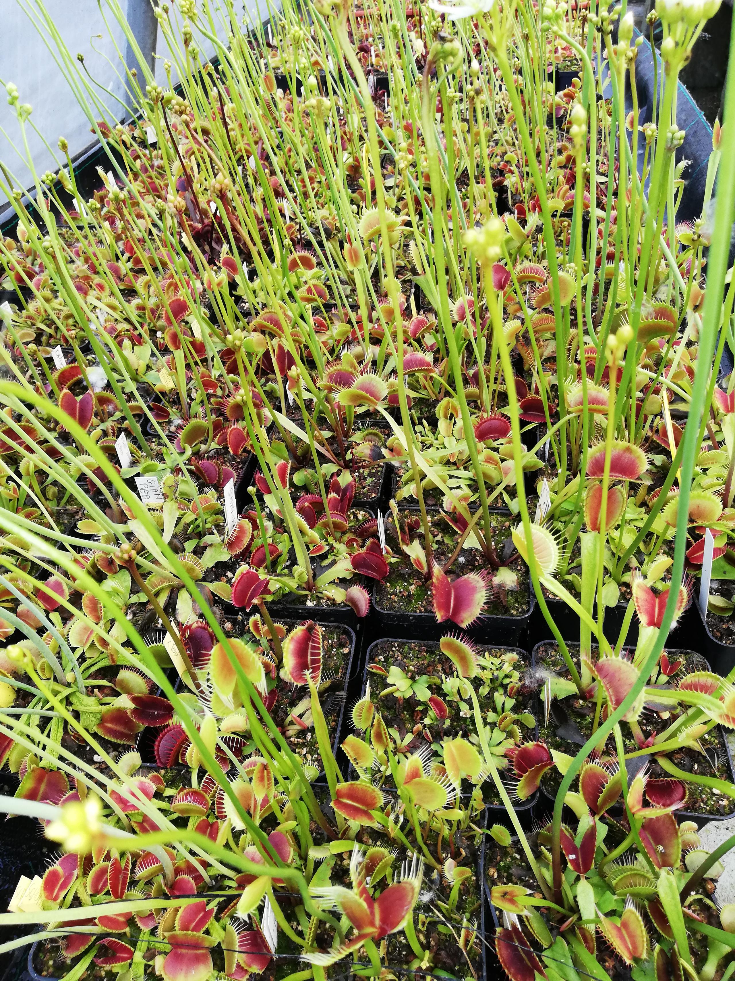 Dionaea muscipula typical