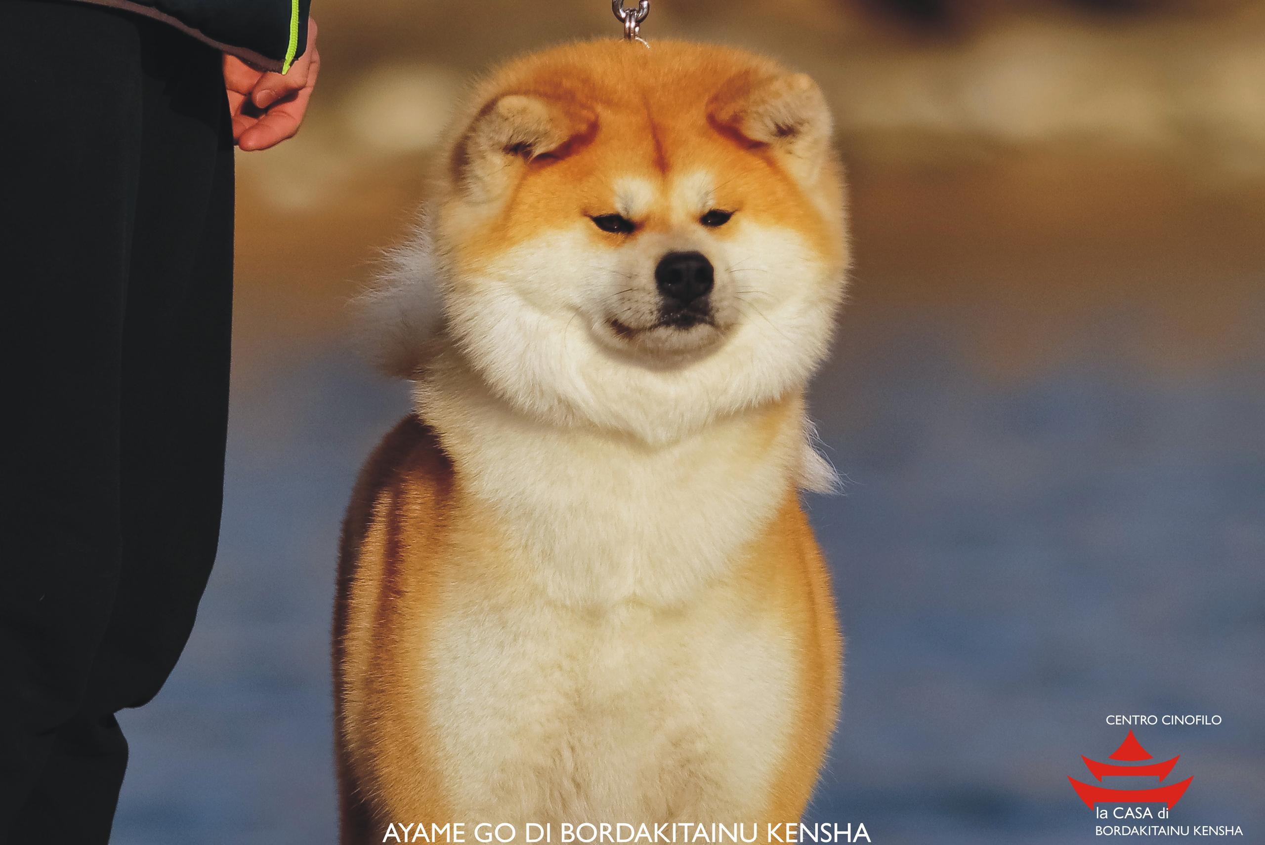 AYAME GO DI BORDAKITAINU KENSHA