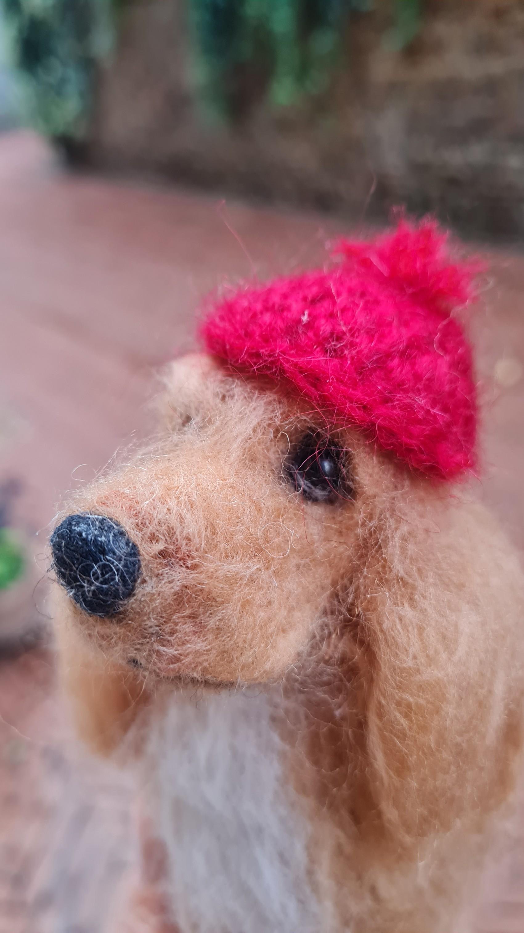 Cocker con cappellino