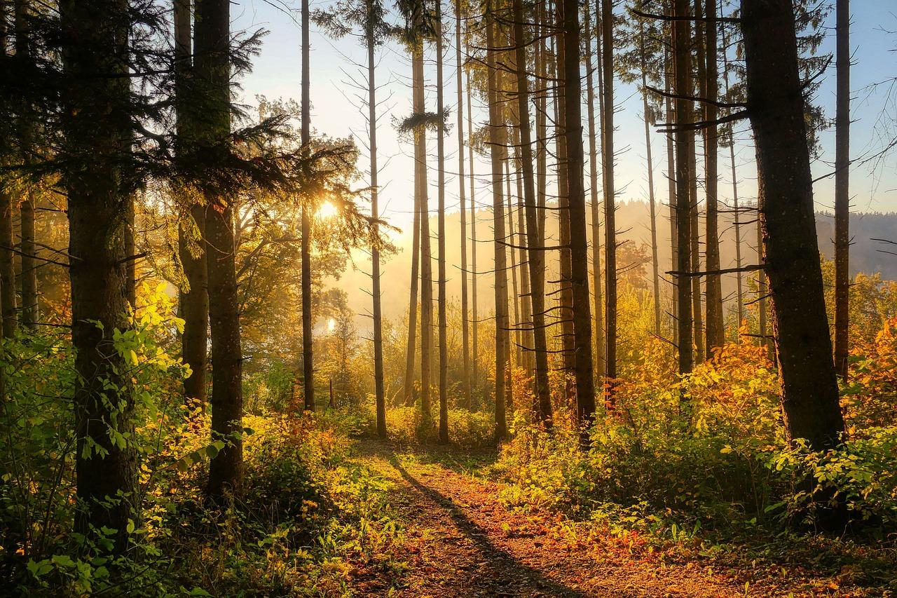 Autunno e Fiori di Bach