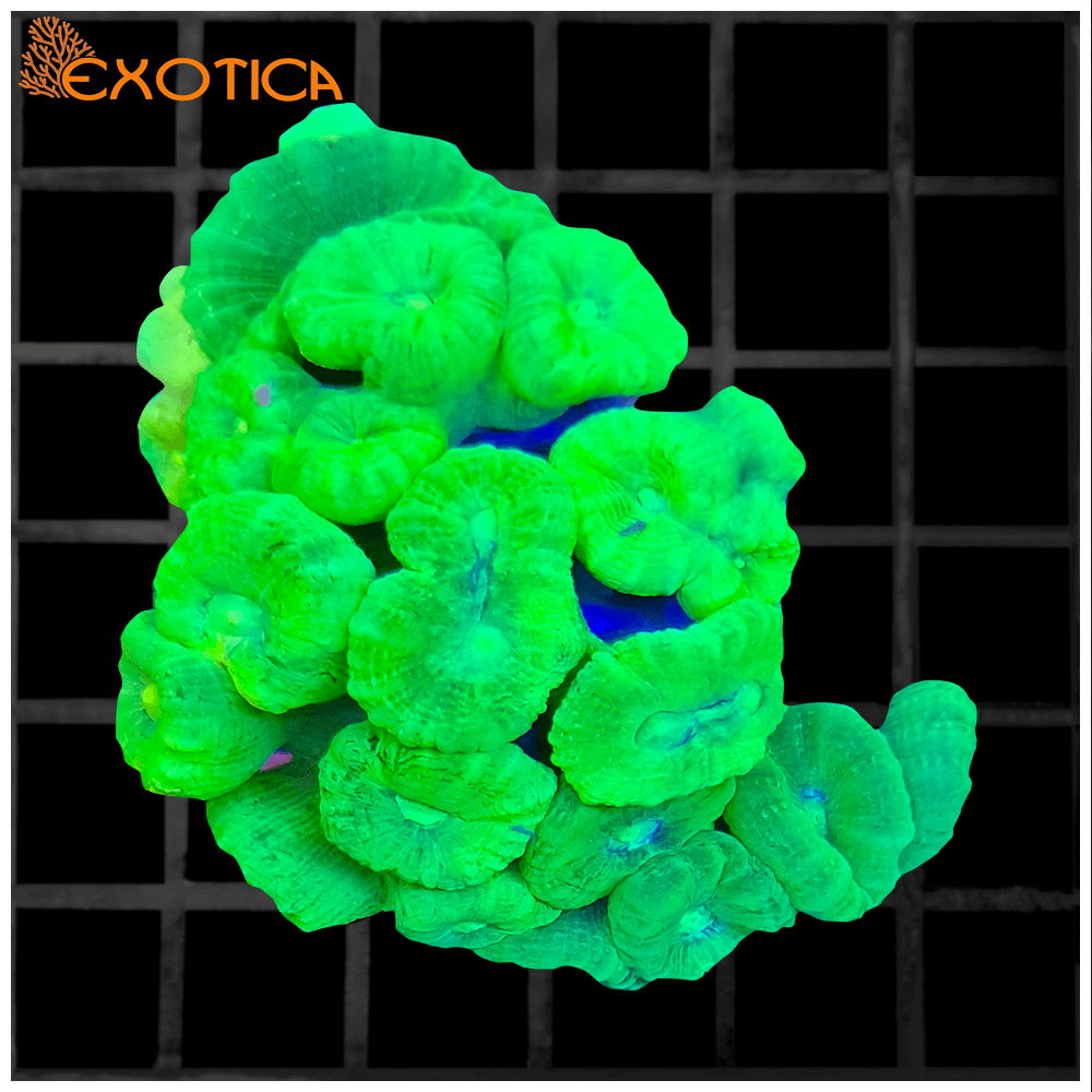 Caulastrea Furcata  Toxic Green