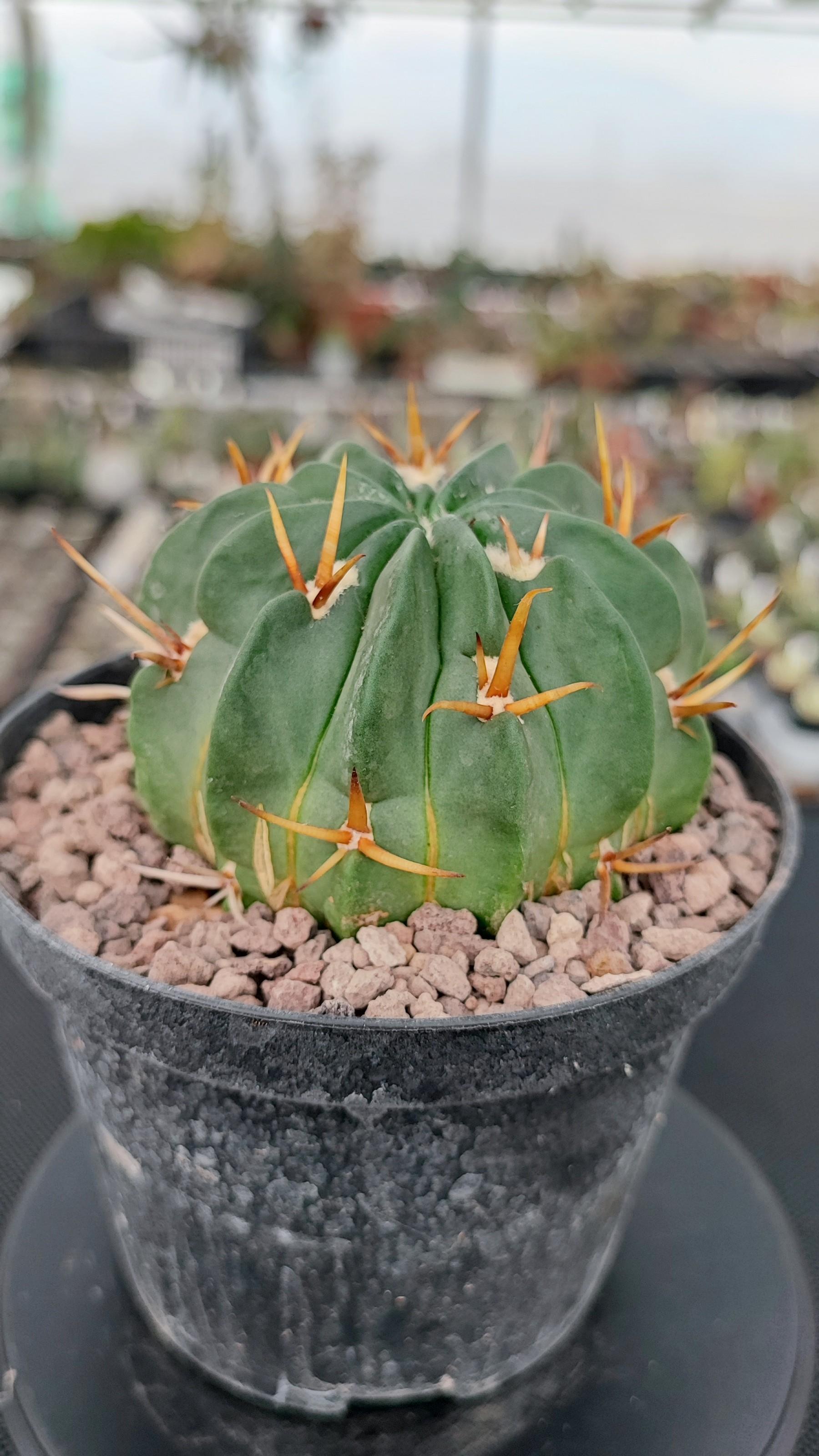 Echinofossulocactus Coptogonus
