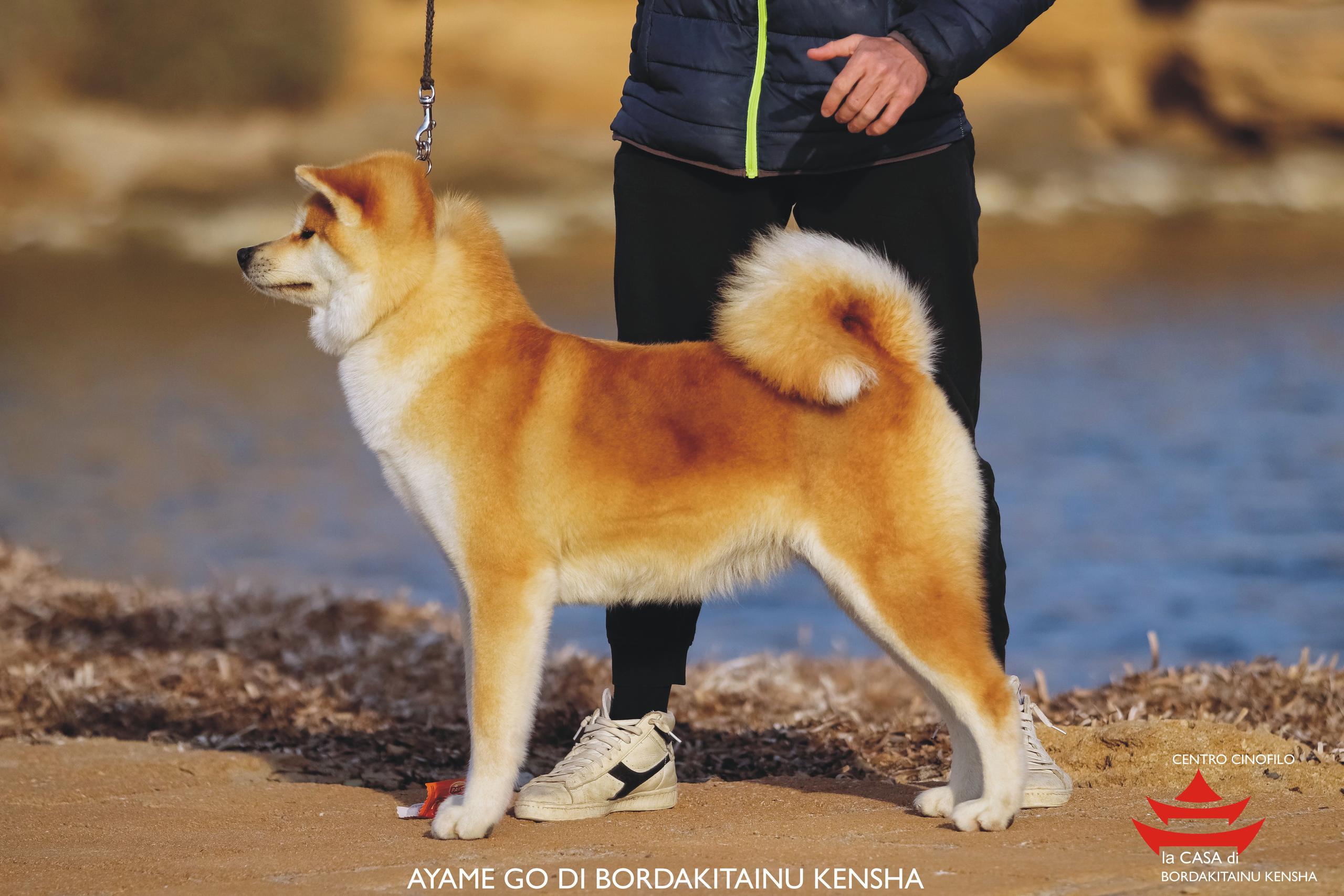 AYAME GO DI BORDAKITAINU KENSHA