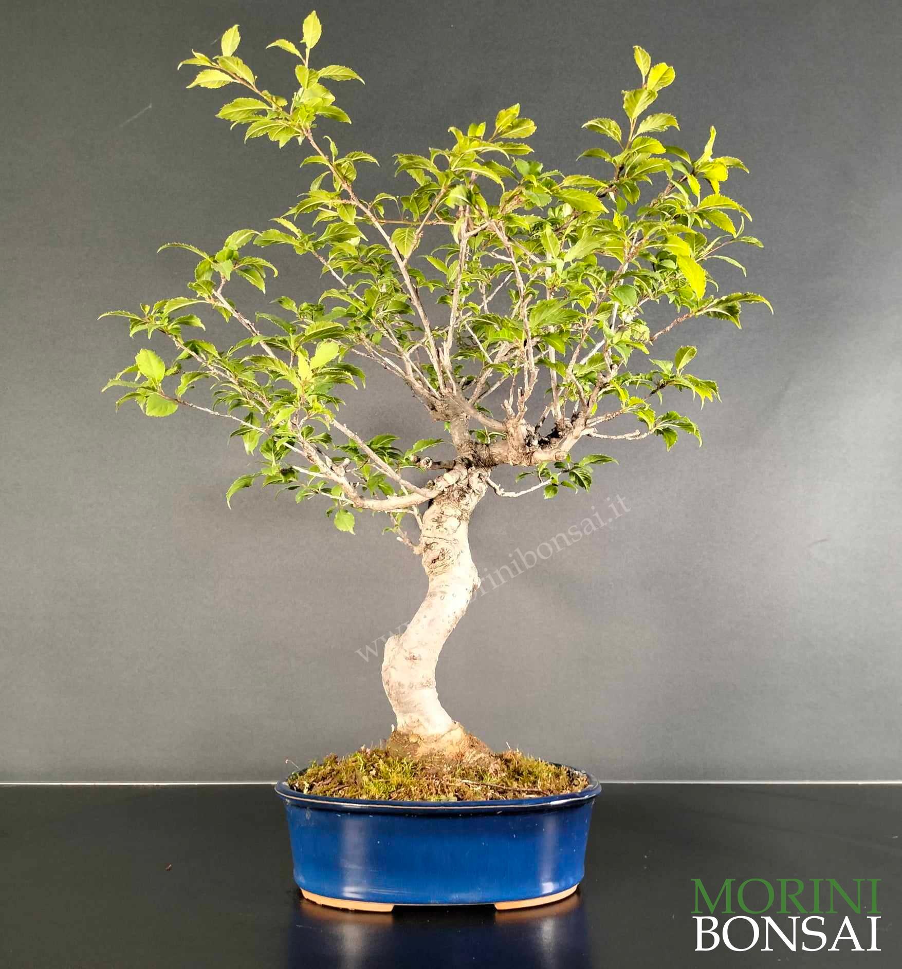 ILEX SERRATA IS002