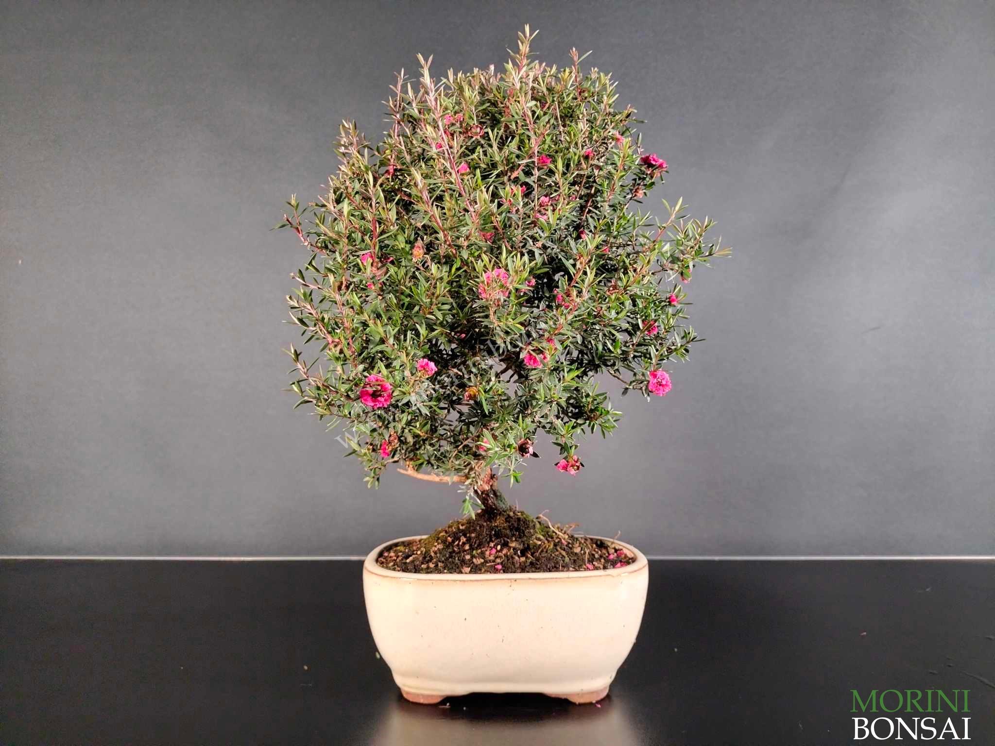 LEPTOSPERMUM SCOPARIUM (MANUKA) LEPT001