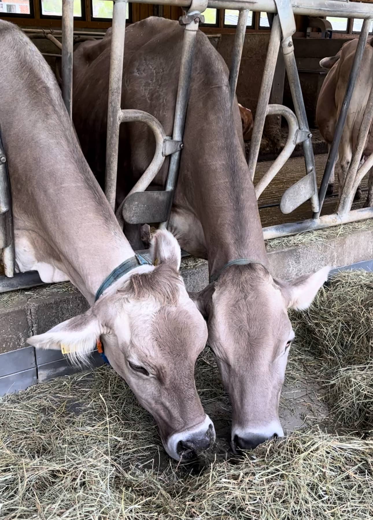 Foto di proprietà dell'Azienda Agricola #FAICHEESE