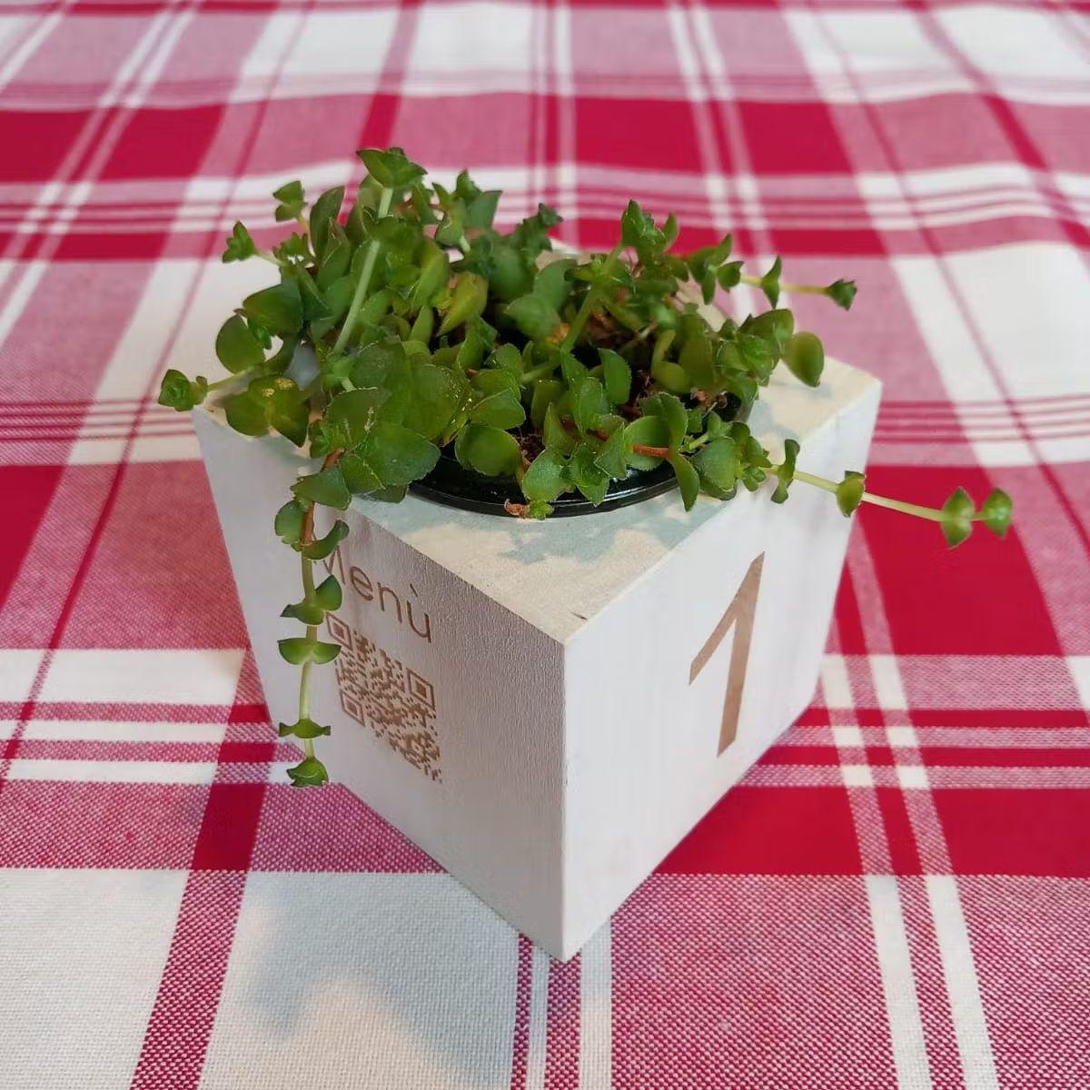 Cubo in Legno naturale ,con piantina grassa , ecologico , segnaposto , numero tavolo , ristorante , pizzeria