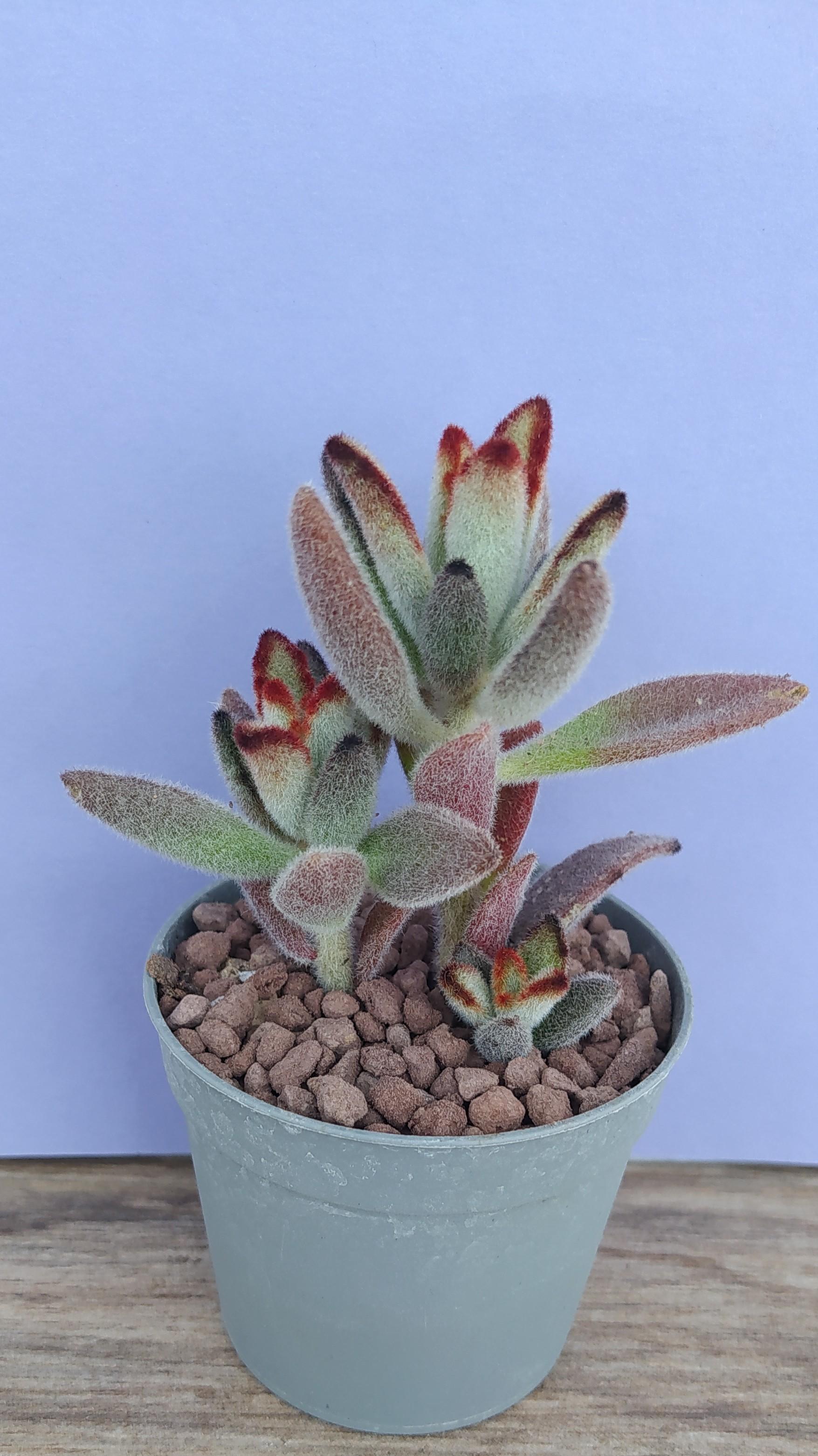 Kalanchoe Tomentosa cv. Nigra