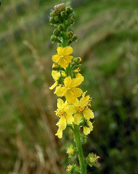 FIORI DI BACH: AGRIMONY