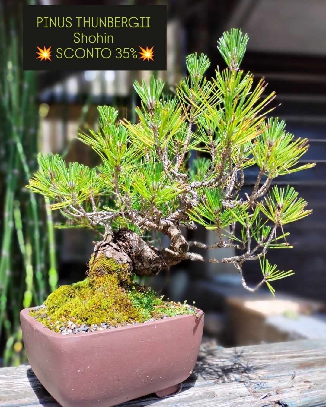 PINUS THUNBERGII PT15