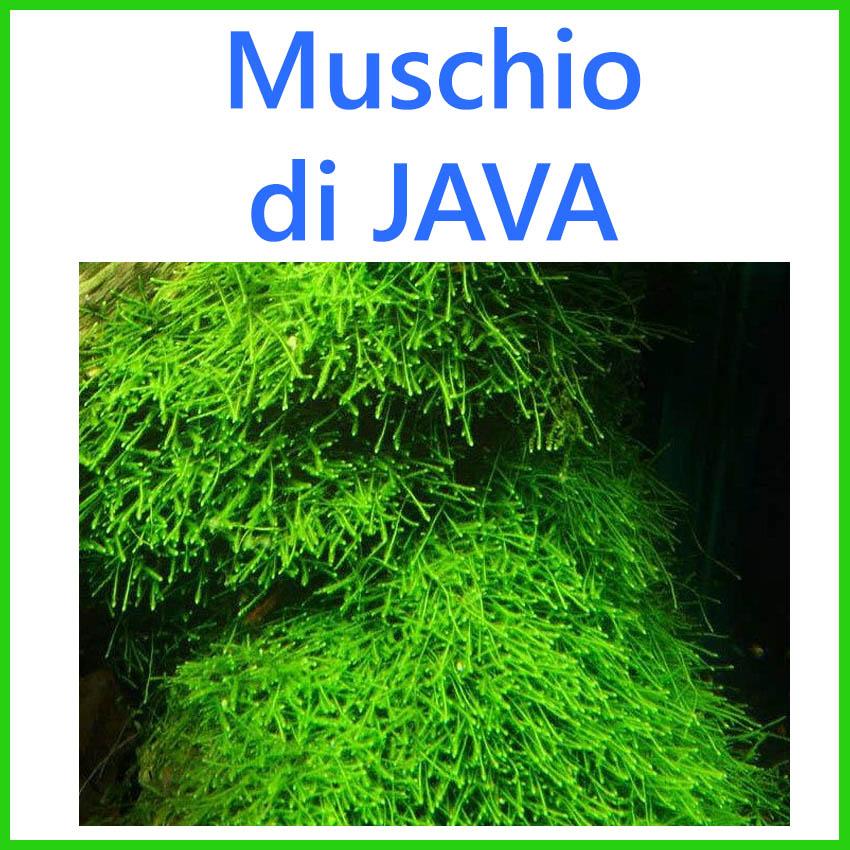 muschio di java giava piante vive per acquario dolce pianta vere rapida  verde