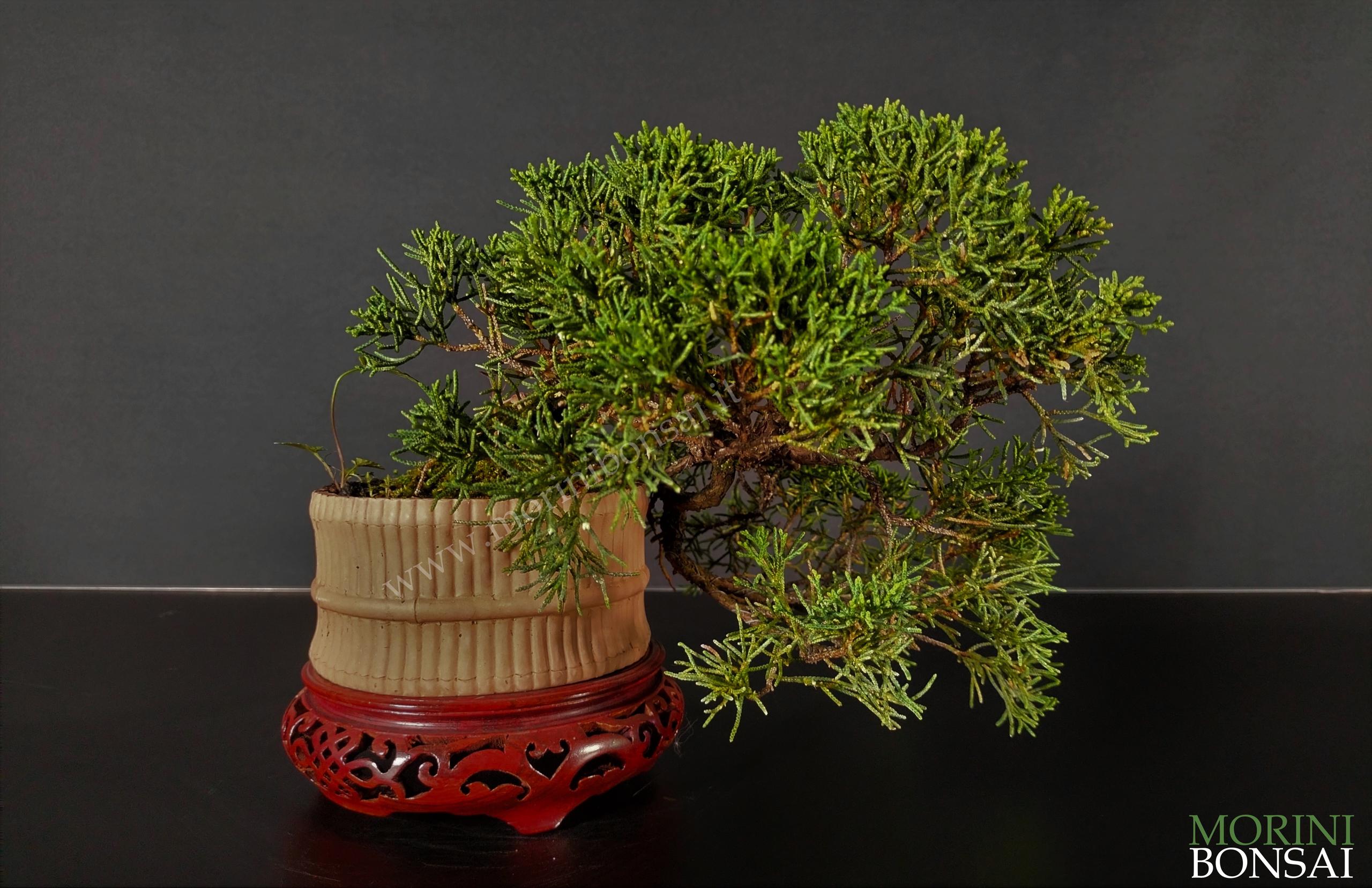 JUNIPERUS ITOIGAWA GI216