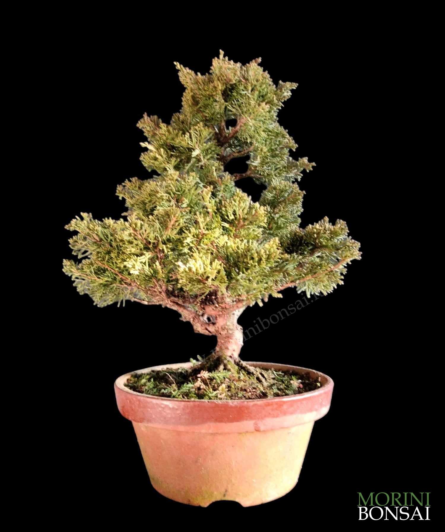 JUNIPERUS ITOIGAWA GI221