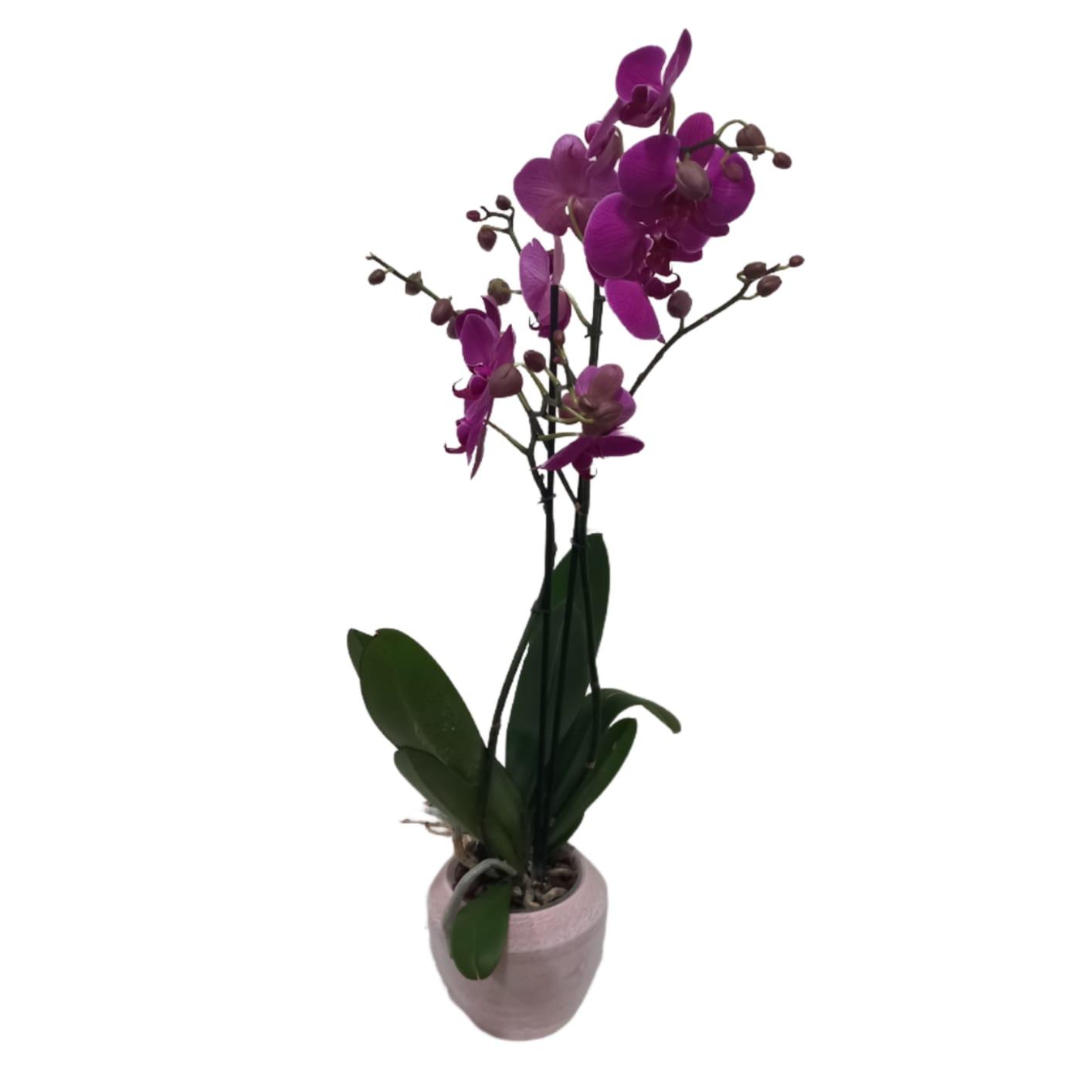 Orchidea + vaso martellato