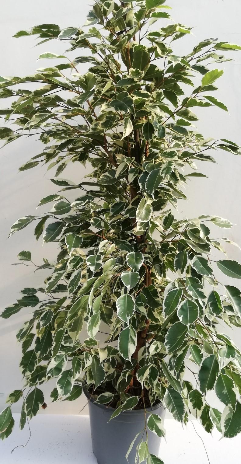 Ficus benjamina