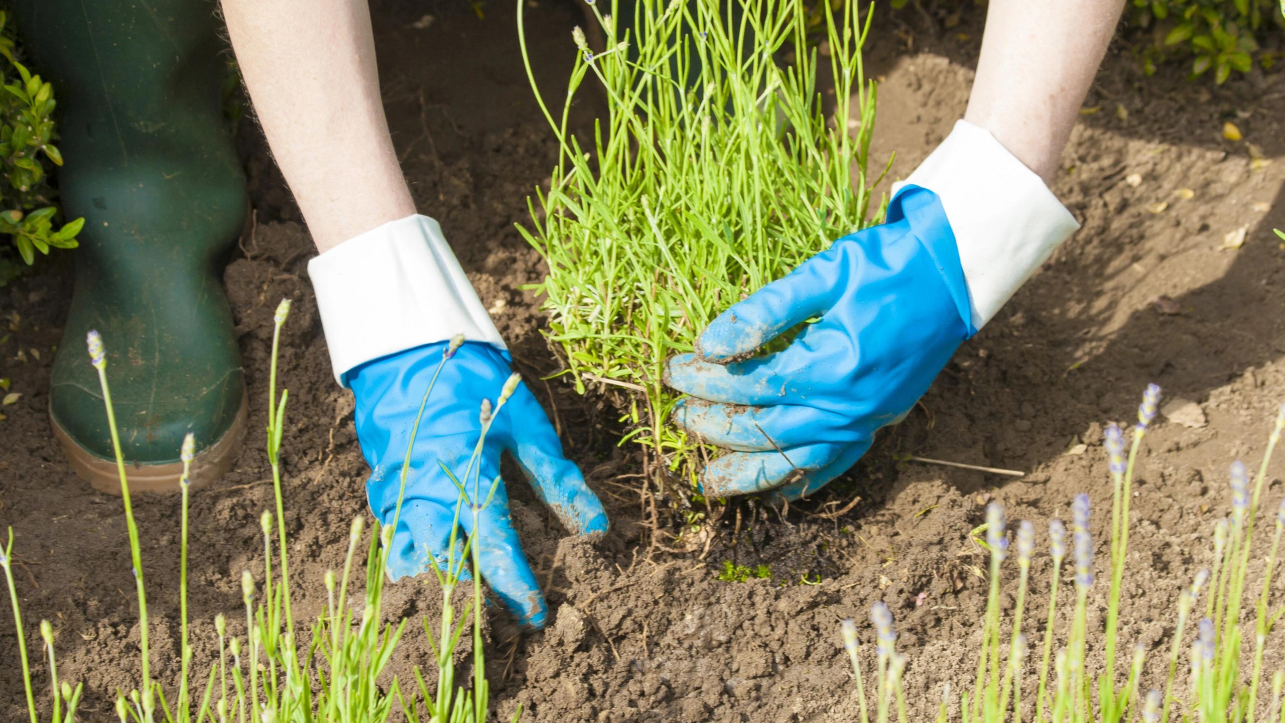 Preparazione e la posa delle piante da giardino