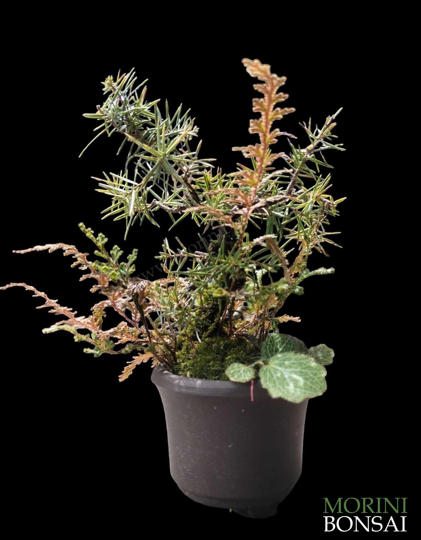 JUNIPERUS RIGIDA, GOLDEN FERN & SAXIFRAGA STOLONIFERA 009