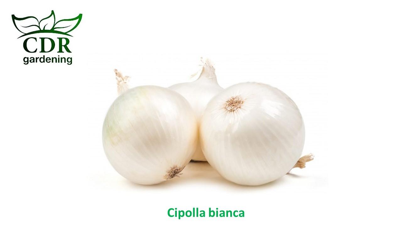Cipolle bianche