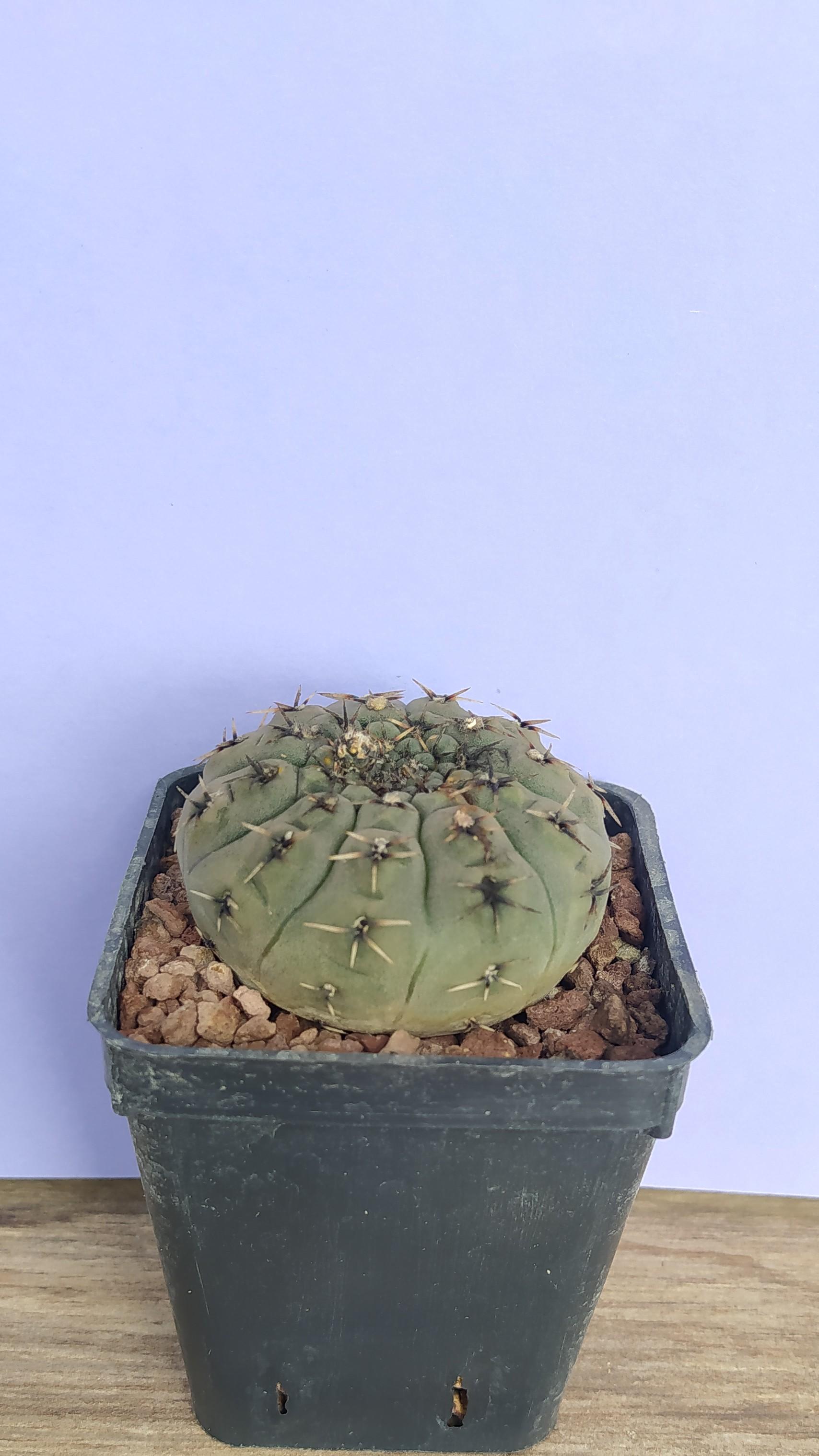 Gymnocalycium Stellatum