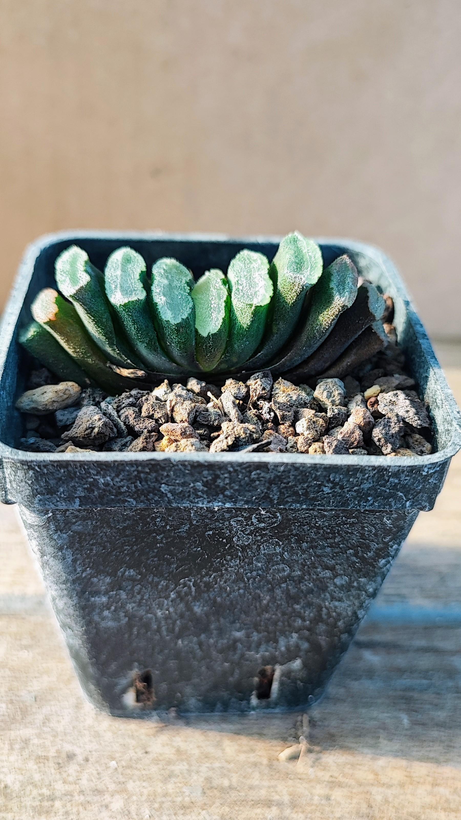 Haworthia Truncata