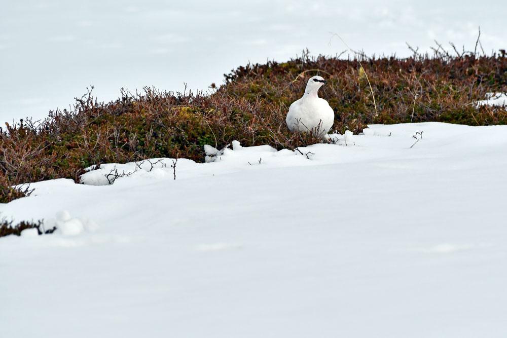 Norvegia, Norway, Varanger