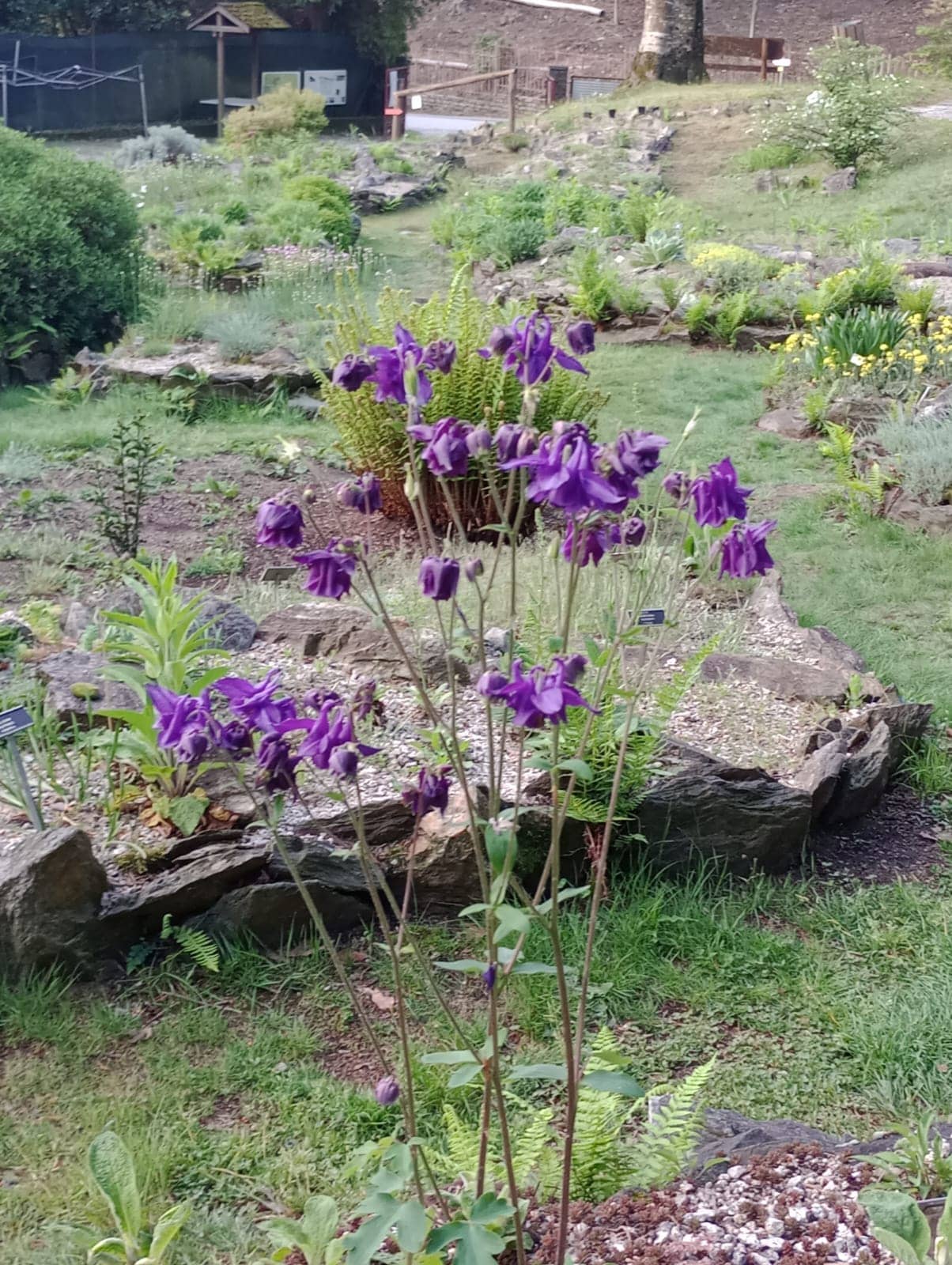 Foto di proprietà del Giardino Alpinia