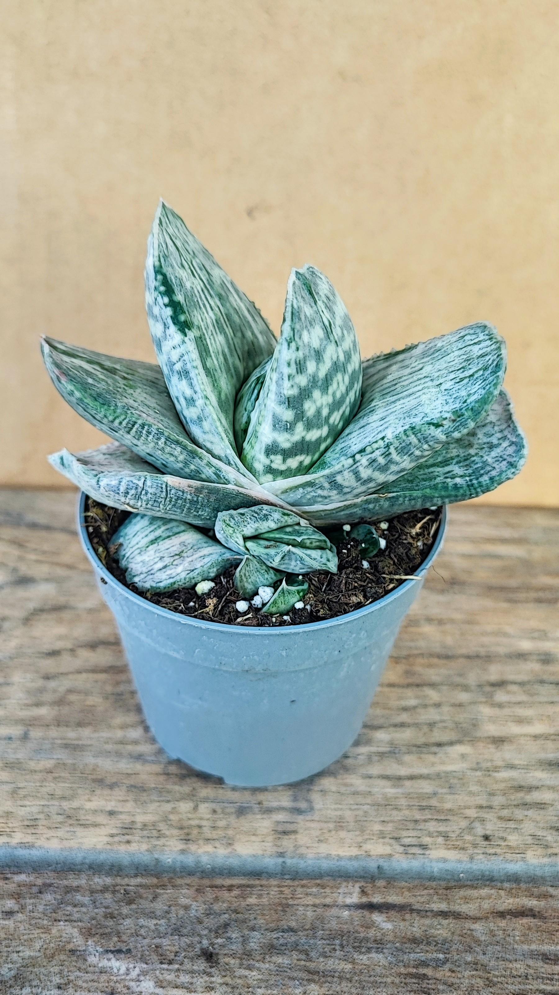 Gasteria Sakura Fuji F. Variegata