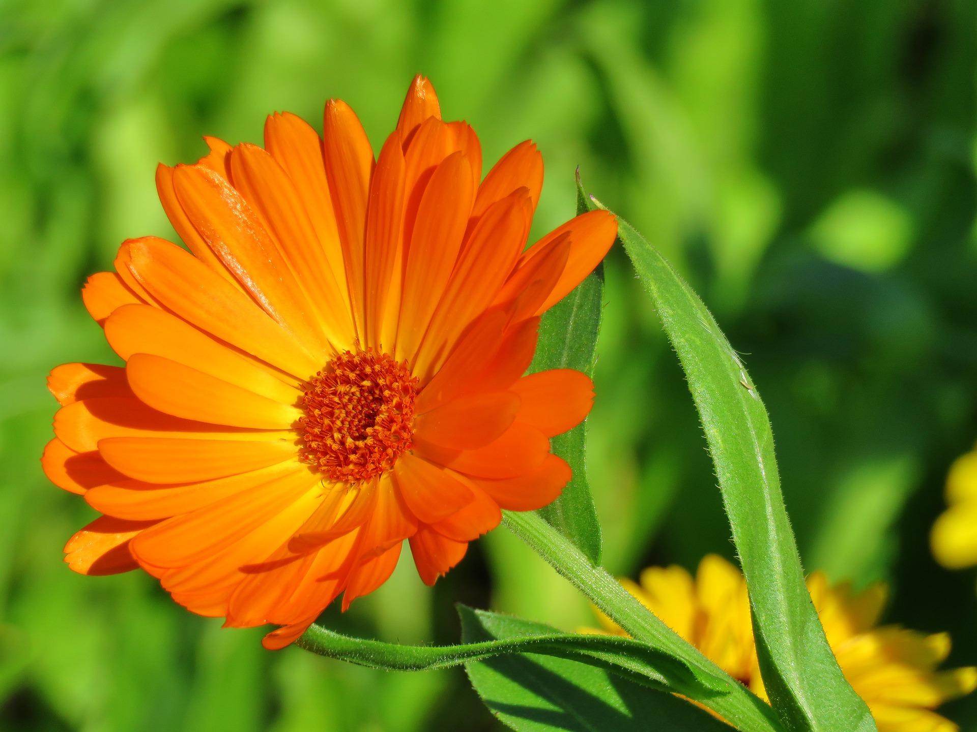 OLEOLITO DI CALENDULA