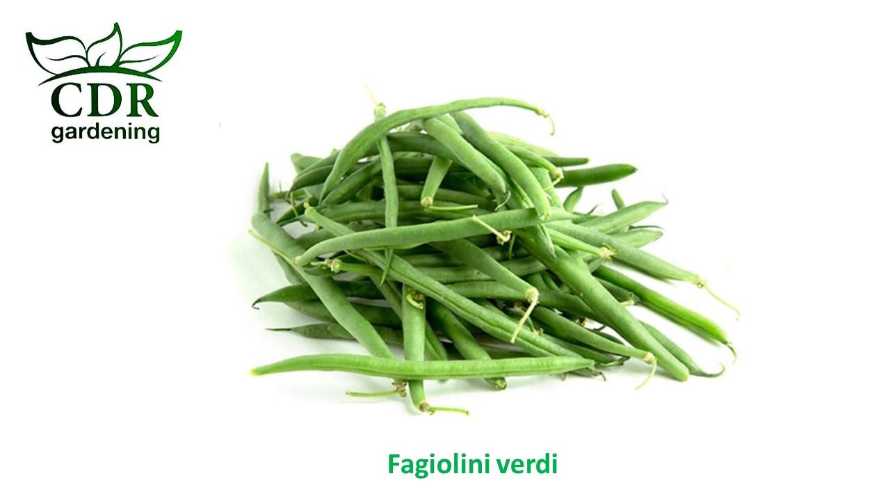 Fagiolini verdi