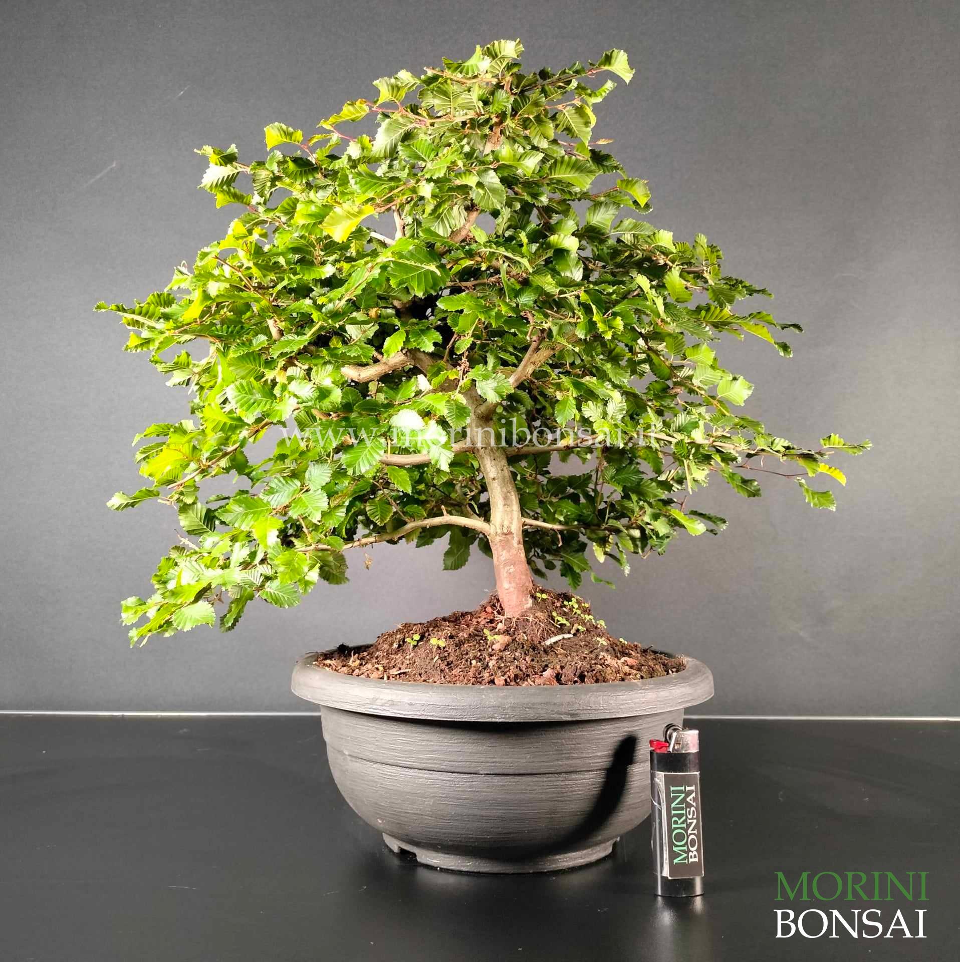 CARPINUS ORIENTALIS COR001