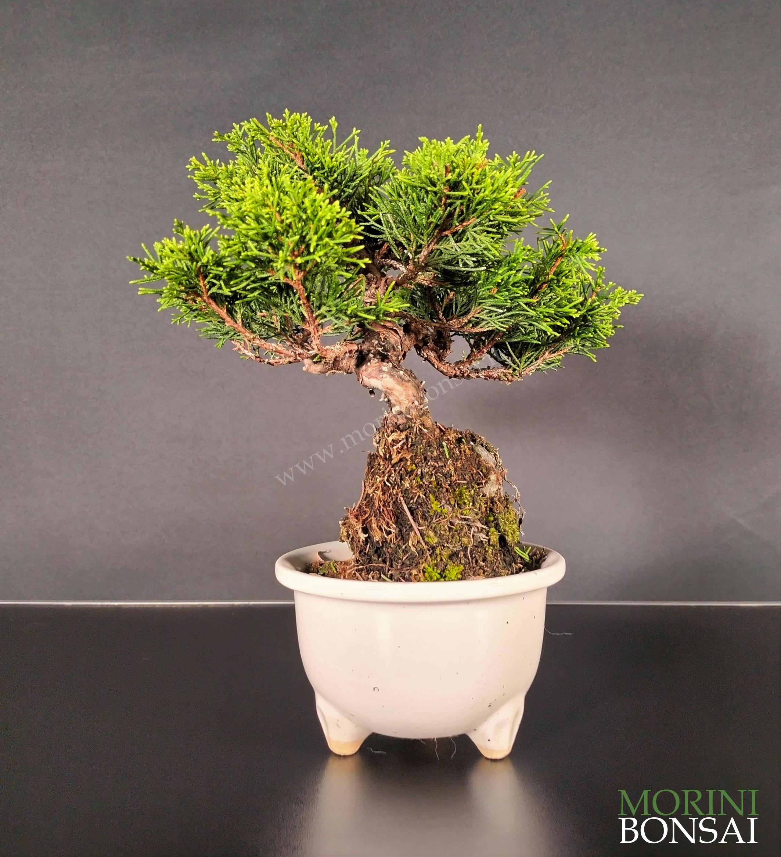 JUNIPERUS ITOIGAWA GI205