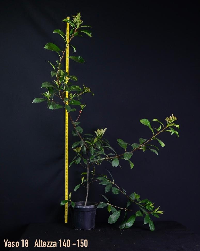 Photinia Red Robins (Fotinia) - (vaso 18 - h 70/110 cm)