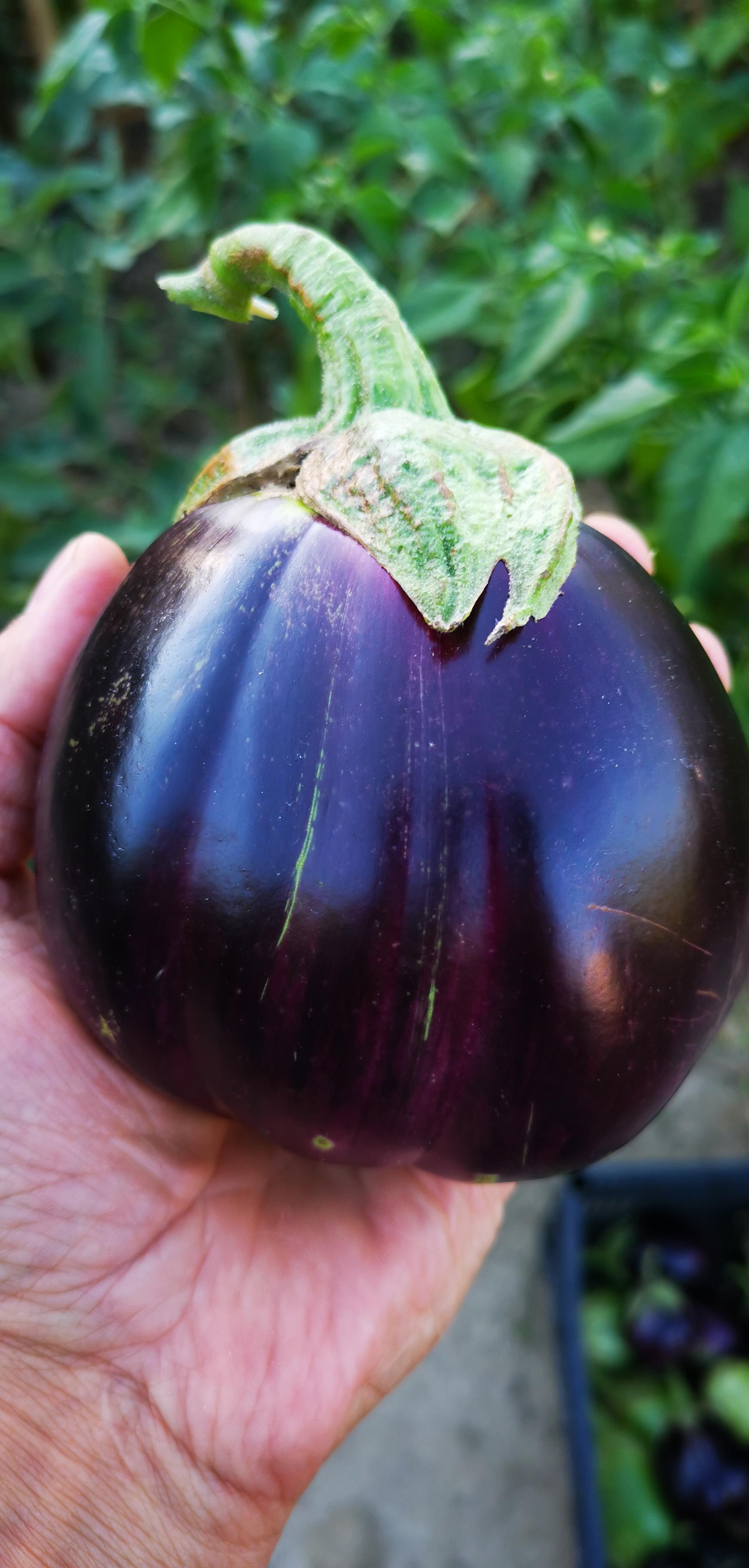 Sacchetto portasemi in omaggio 20 semi di Melanzana violetta Fiorentina