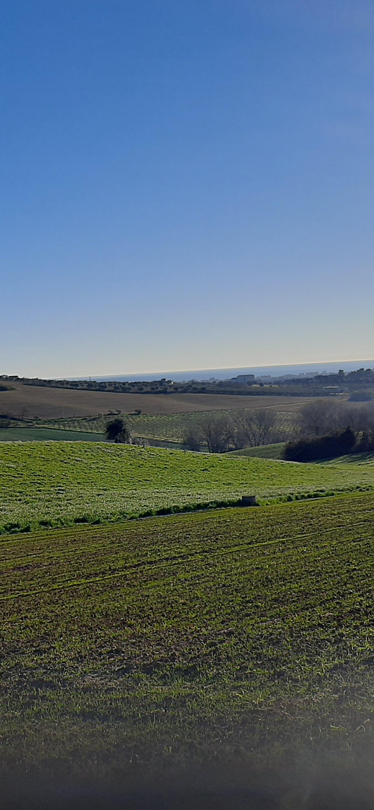 campo semina aglio bianco