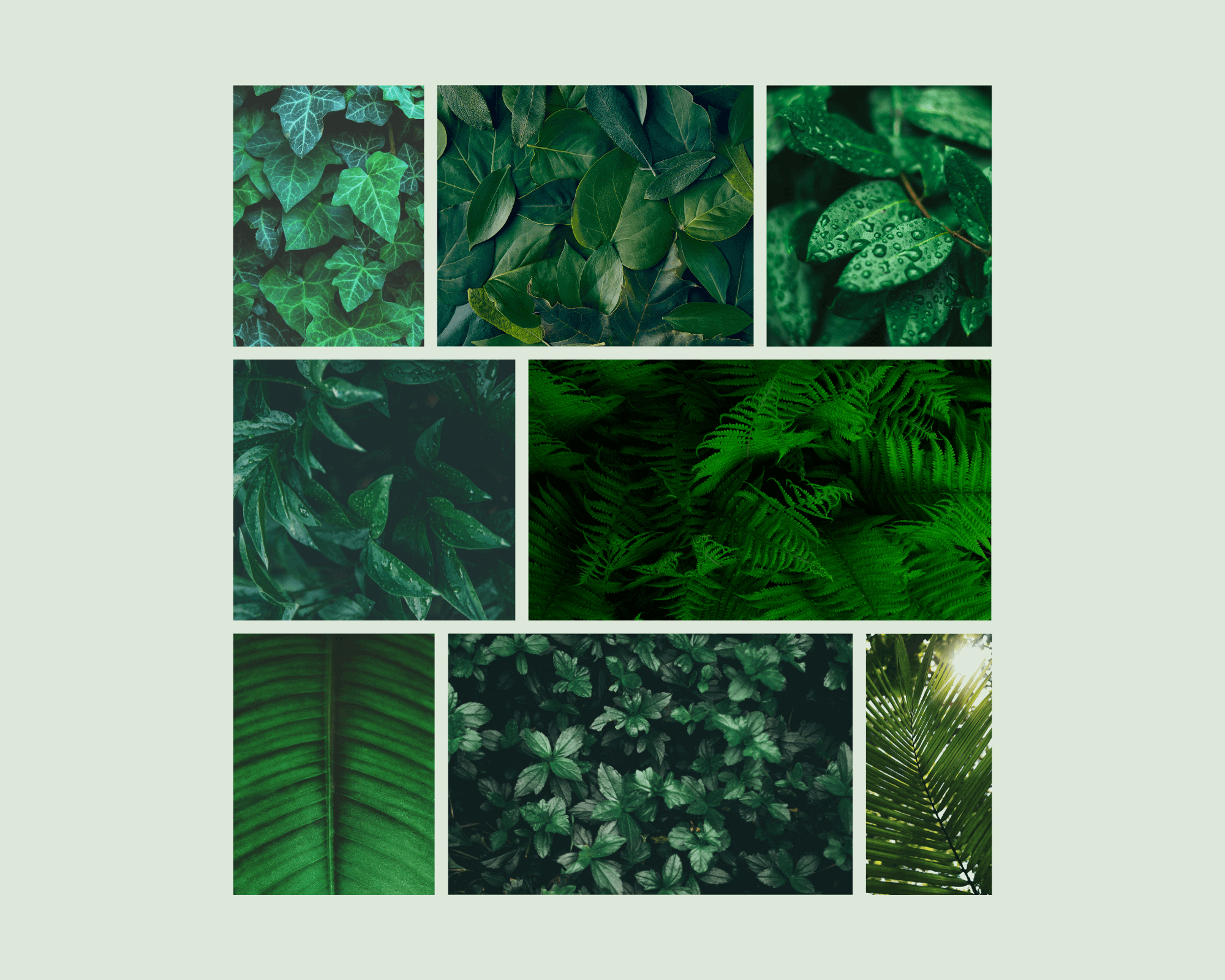 Green Photo Collage Nature Leaves 1png