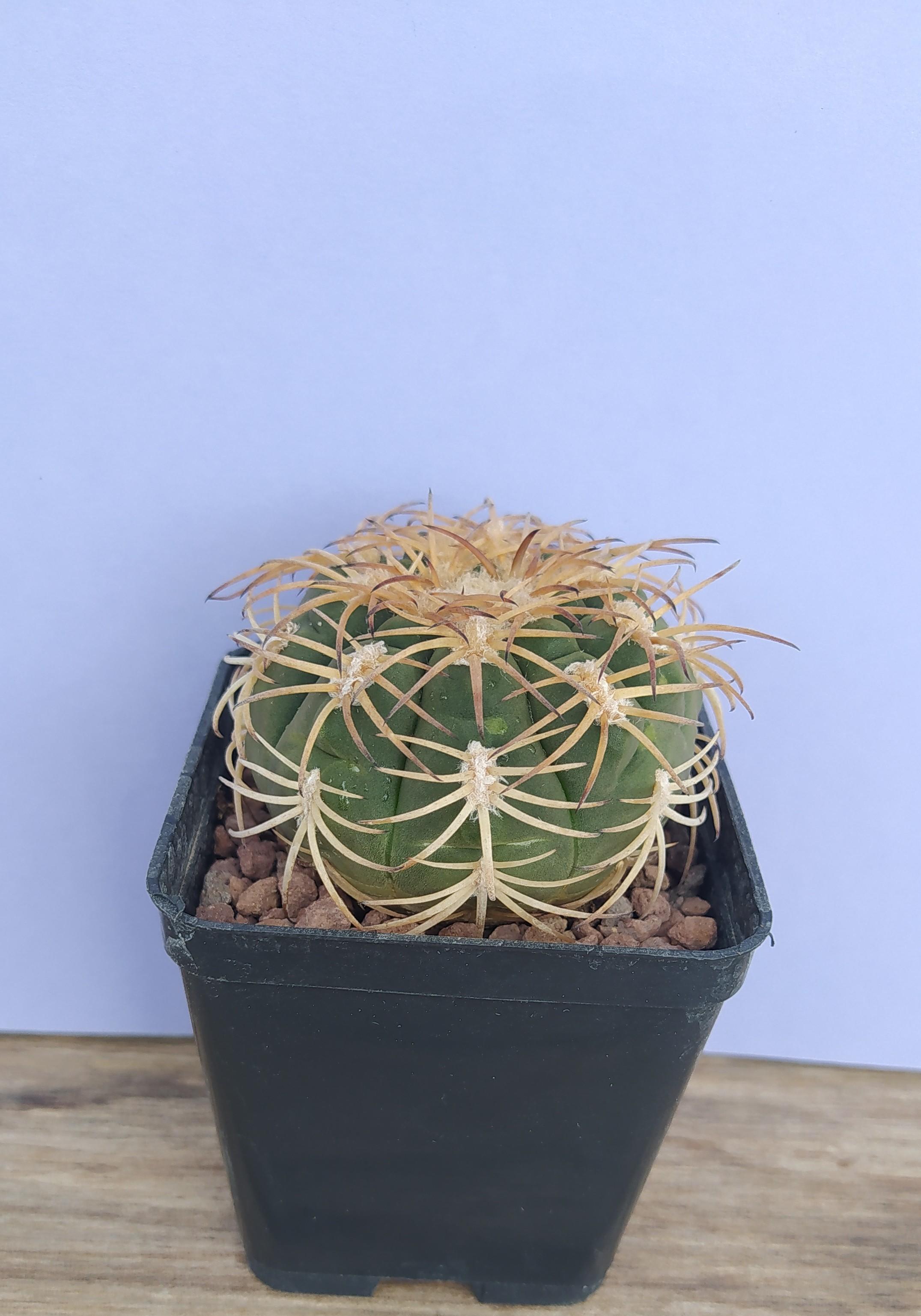 Gymnocalycium Spegazzini v. punillense