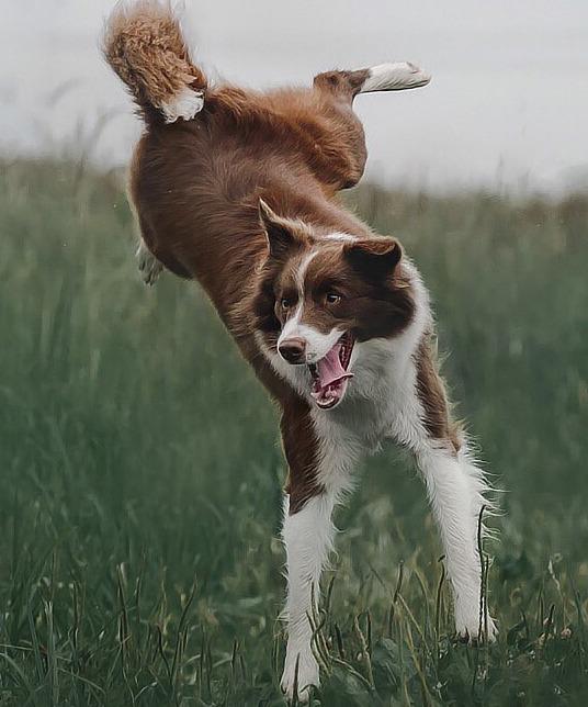 STRATEGIE DI COPING: saperle riconoscere può miglirorare la relazione con il tuo cane!