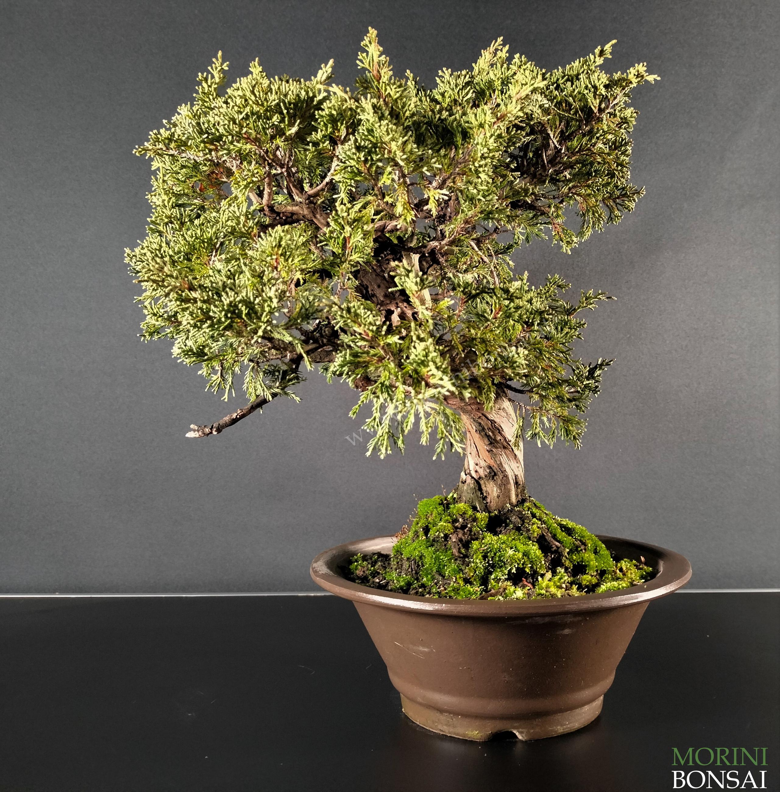 JUNIPERUS ITOIGAWA GI203