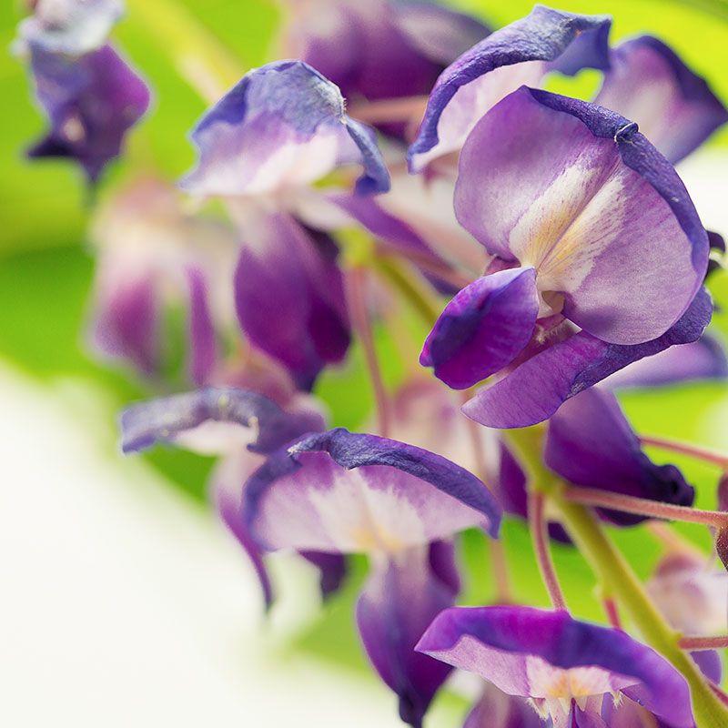 Wisteria