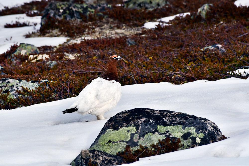 Norvegia, Norway, Varanger