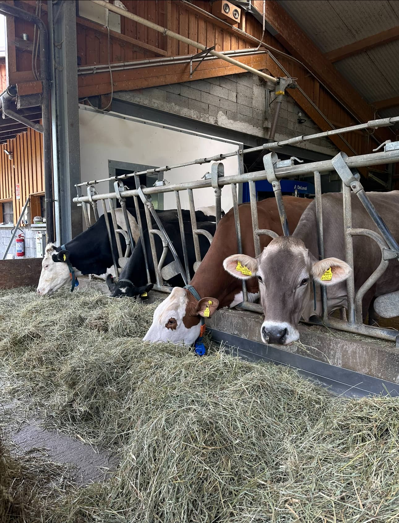 Foto di proprietà dell'Azienda Agricola #FAICHEESE