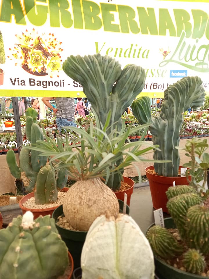 Umbria e Cactus, fiera delle piante grasse, ad Attigliano. 22 e 23 giugno 2024