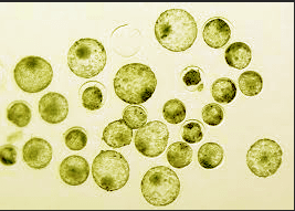 Embrione Berni per Cremonesina