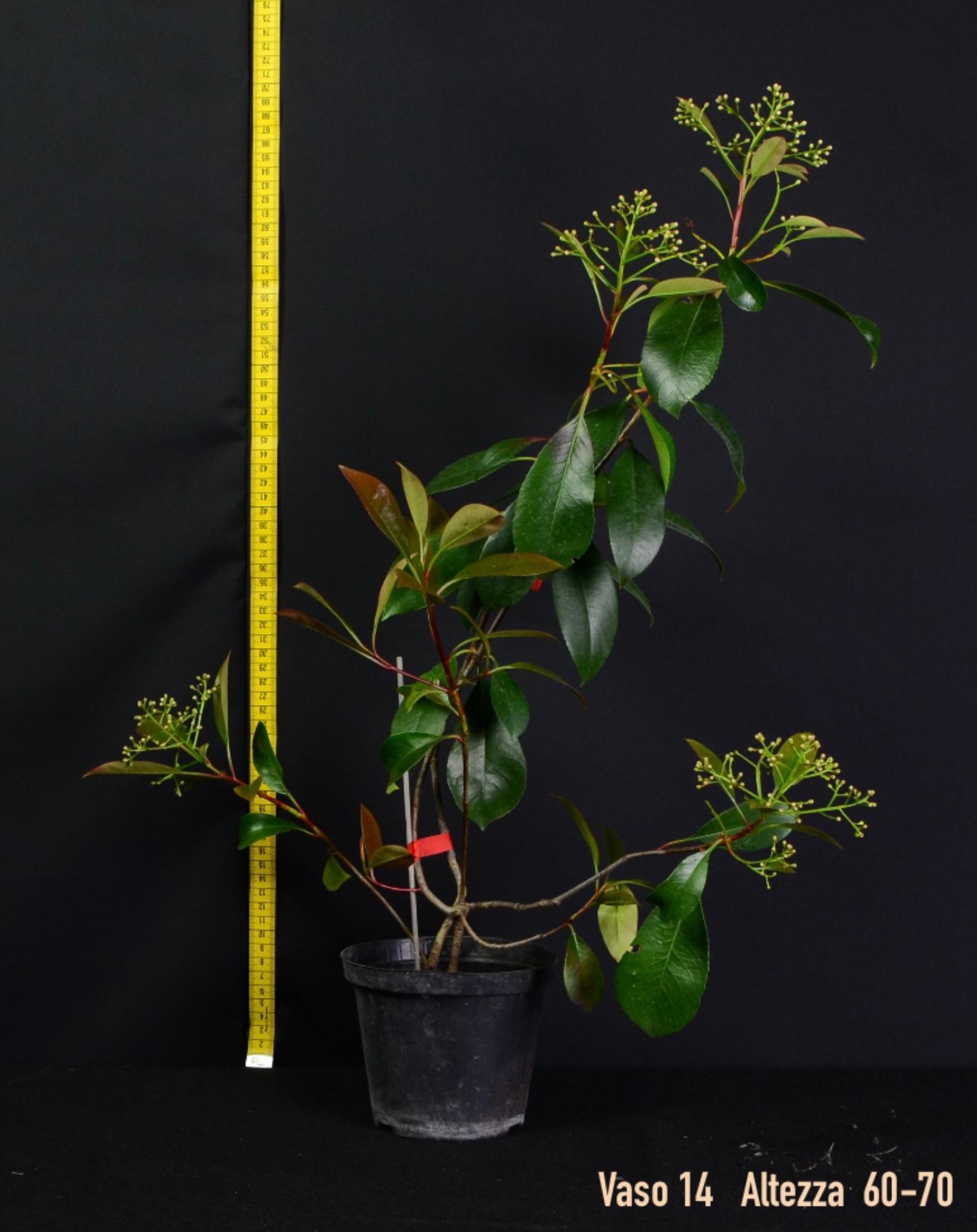 Photinia Red Robins (Fotinia) - (vaso 14 - h 40/70 cm)