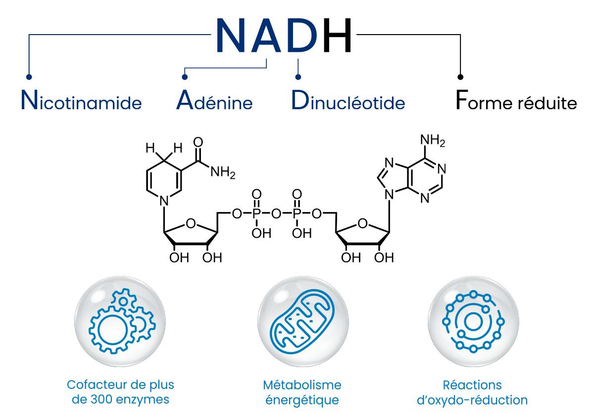 nadh_nutrixeal_nicotinamide_adenine_dinucleotide_reduitjpg