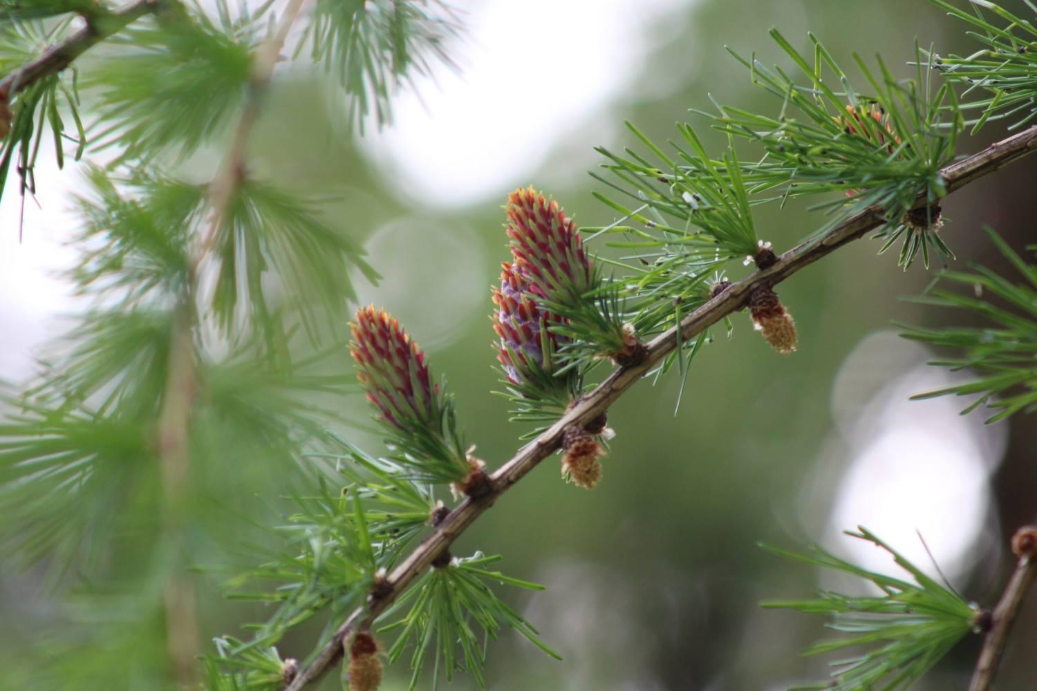Pine - Fiore di Bach n. 24